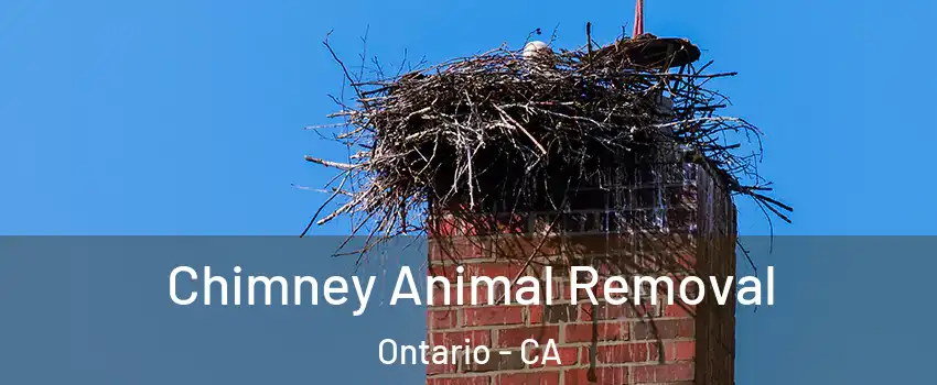 Chimney Animal Removal Ontario - CA